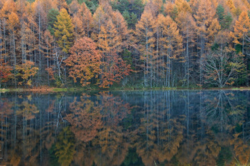 reflection