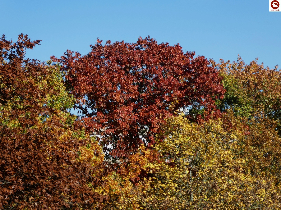 Herbst