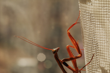 Mantis - Peygamber Devesi Detay