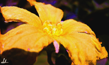 Golden macro....