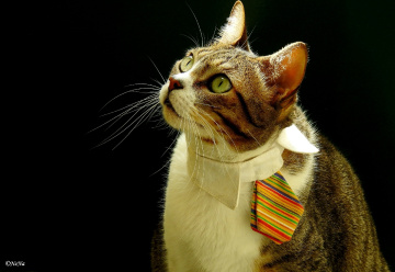 Stylish with Tie