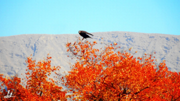 Eagle has Landed....
