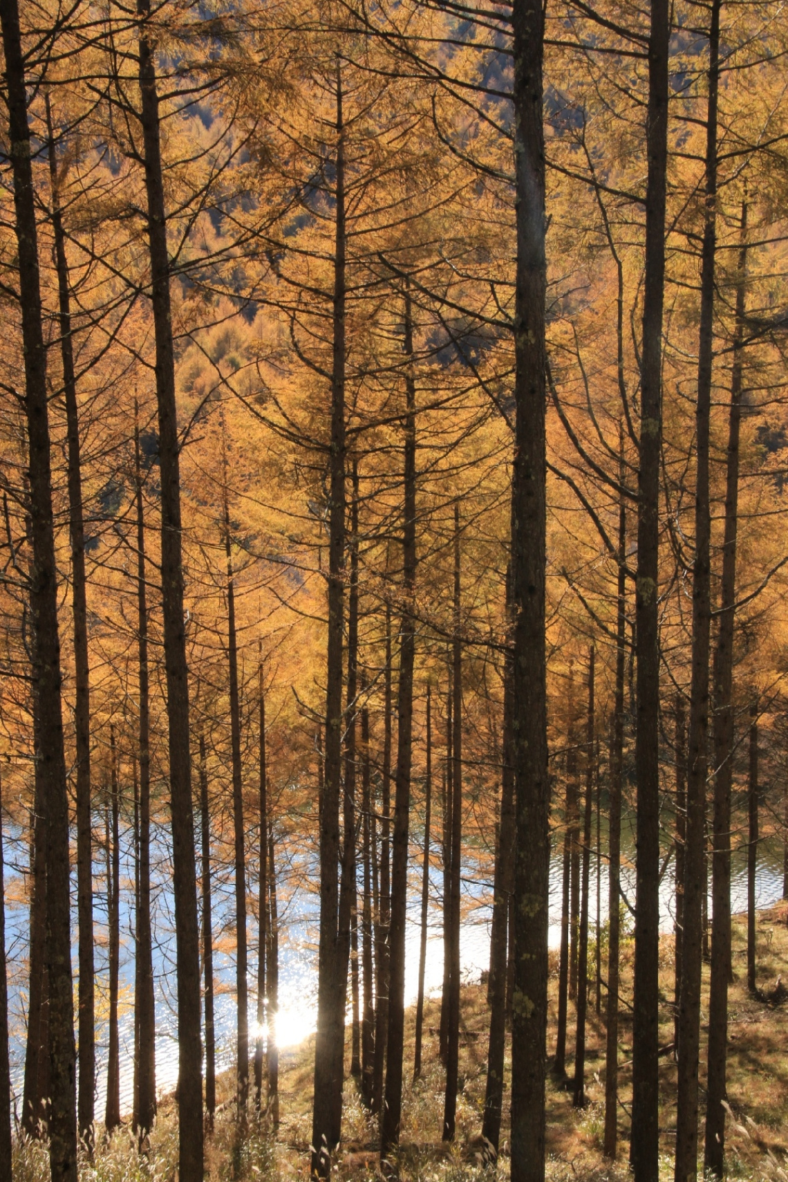 Autumn forest