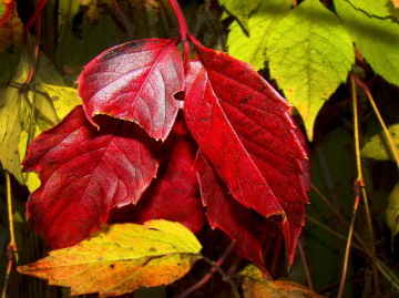 herbst 2