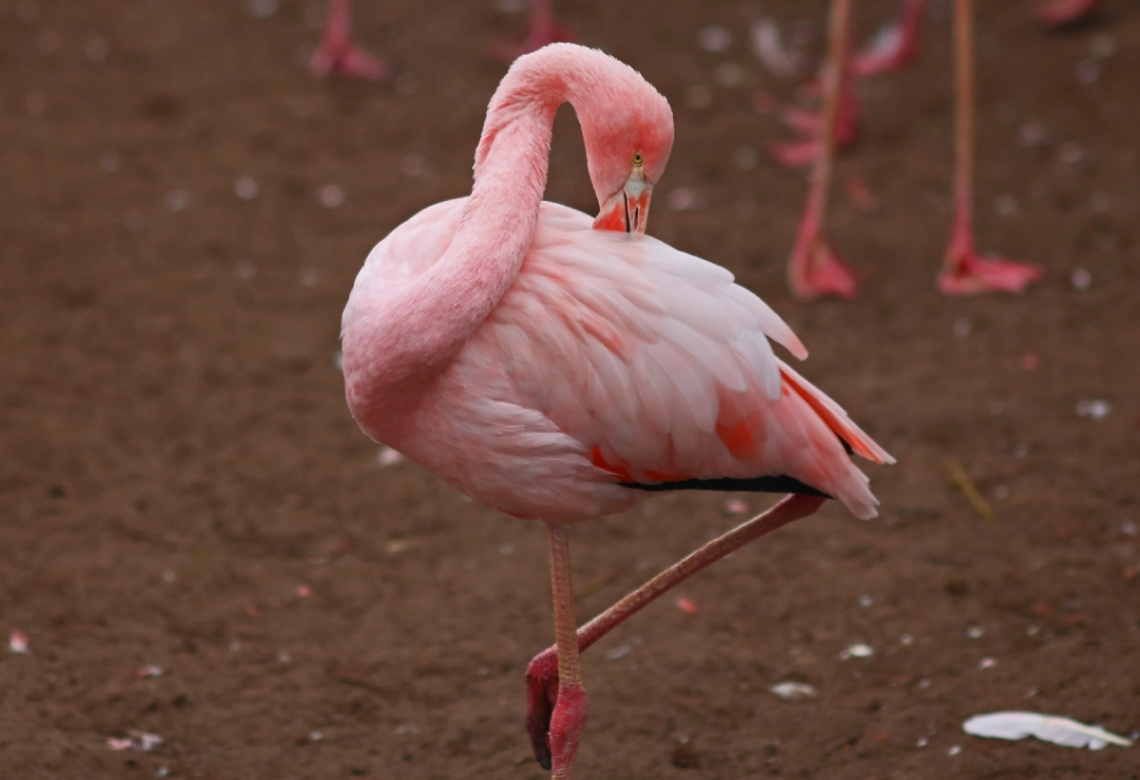 Flamingo