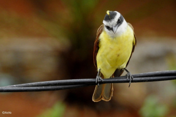 Great Kiskadee