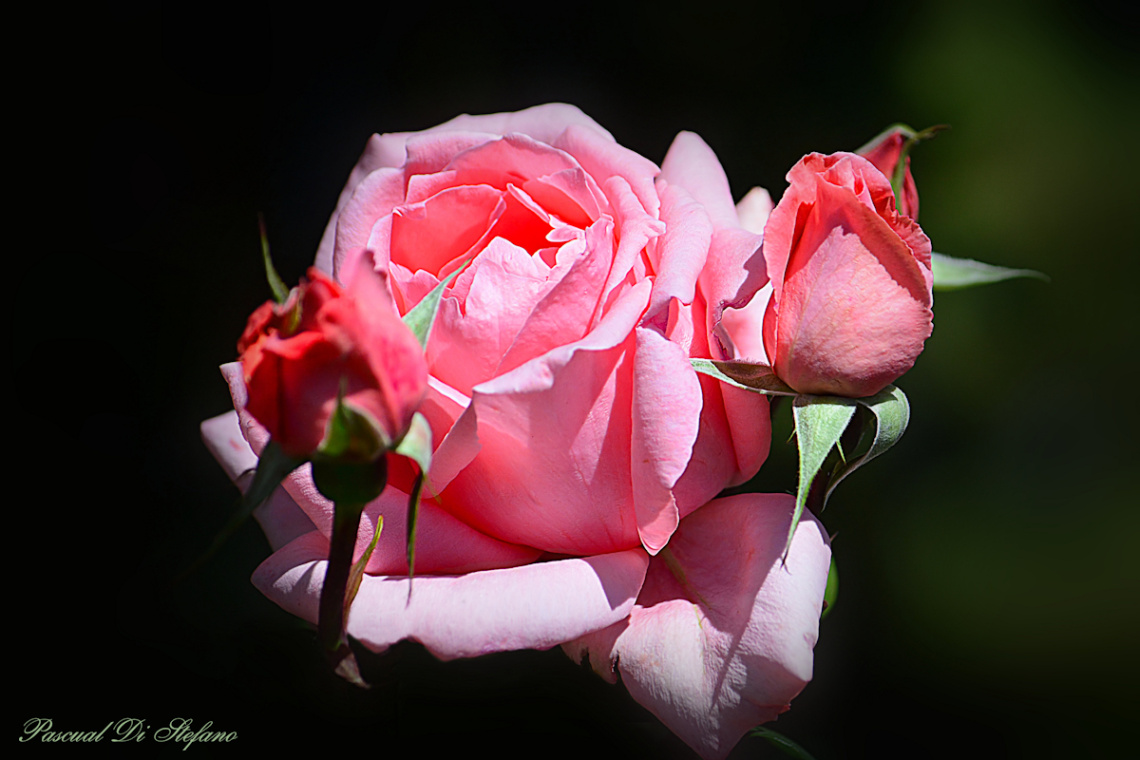 La vie en rose