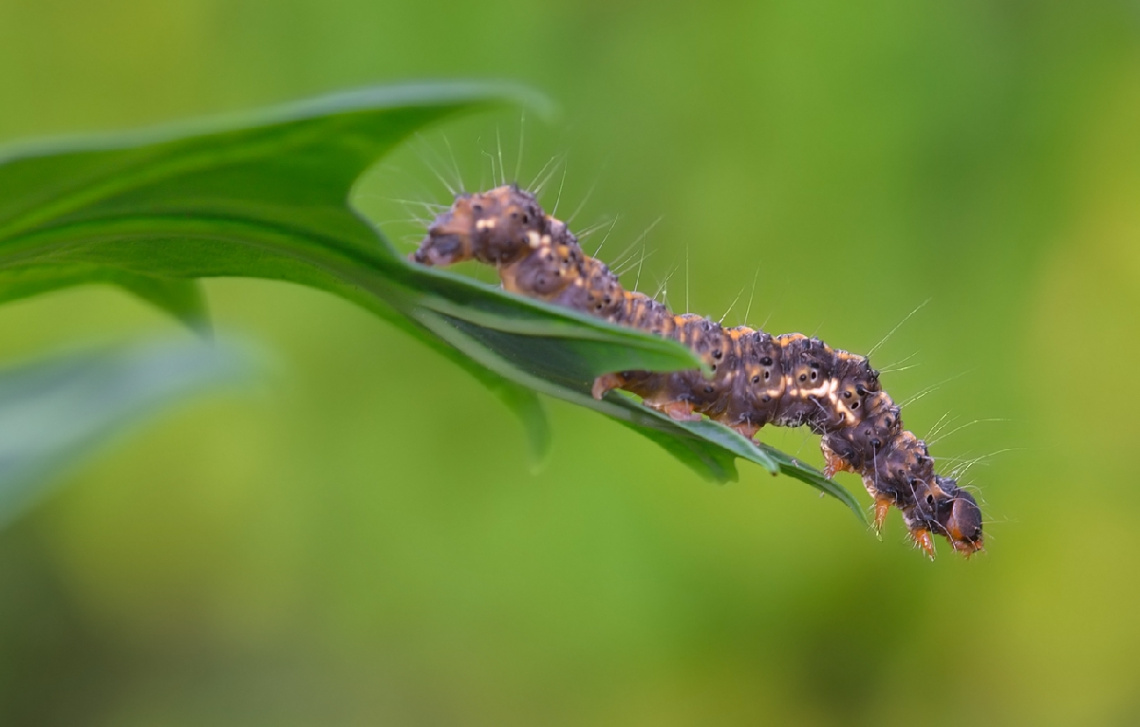 Brown caterpillar
