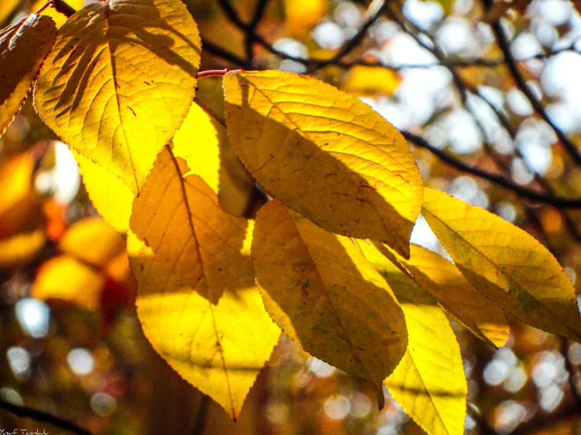 #autumn
