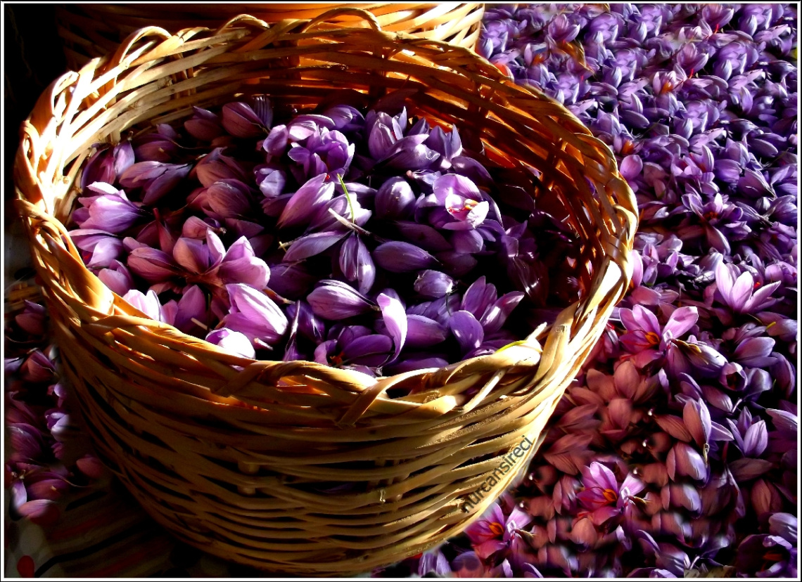 safran çiçeği