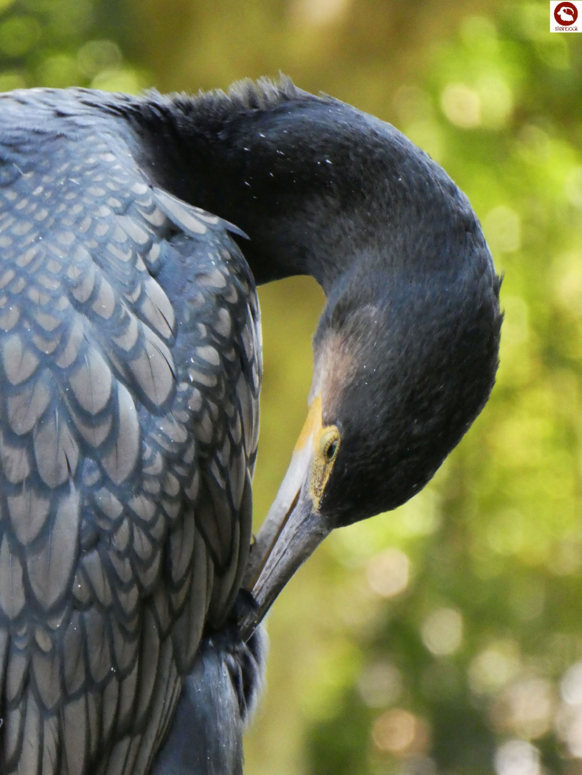 Kormoran 
