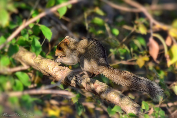 Inside the tree