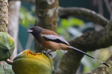 rufous treepie