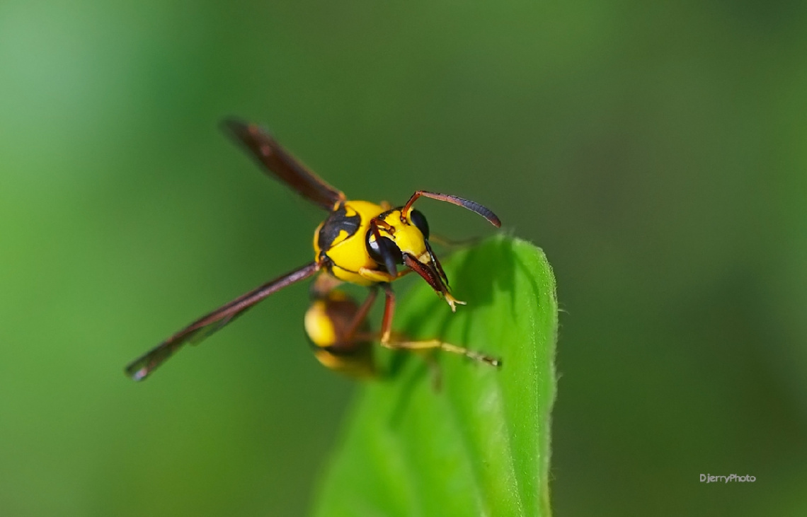 Yellow jackets