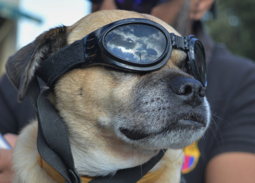 Motorcykle - driver .. :)))