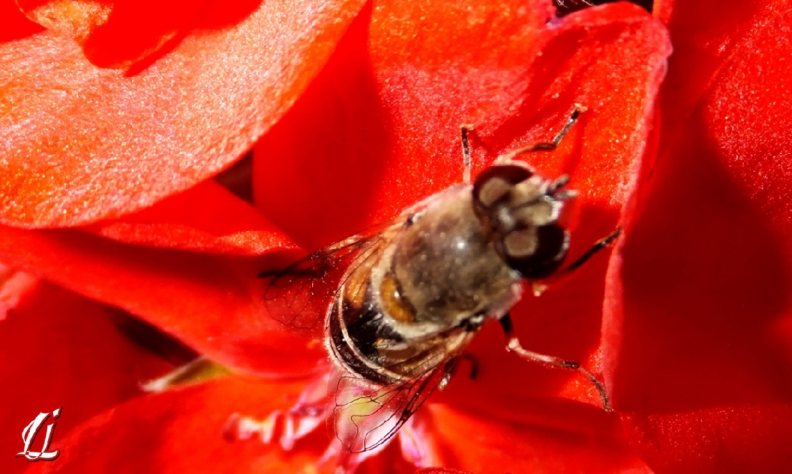 Busy Bee..