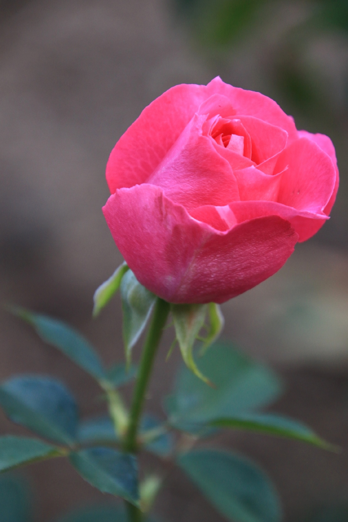 rose…