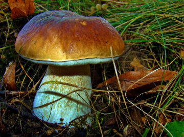 steinpilz 2