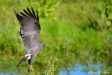 See my wings XV