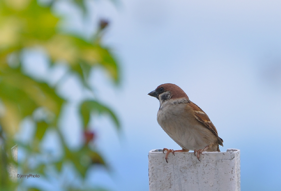 Sparrow