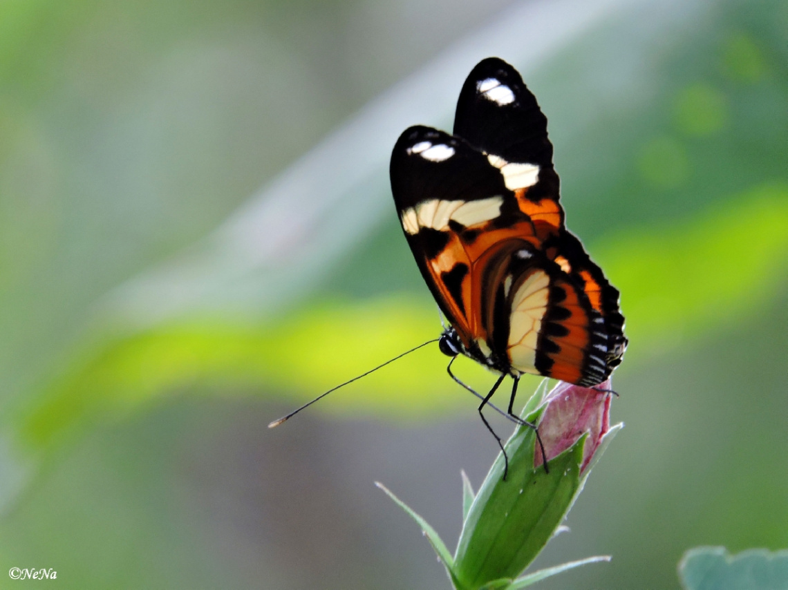 Tiger Longwing II