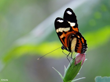 Tiger Longwing II