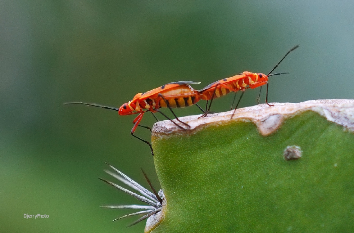 Insects mating