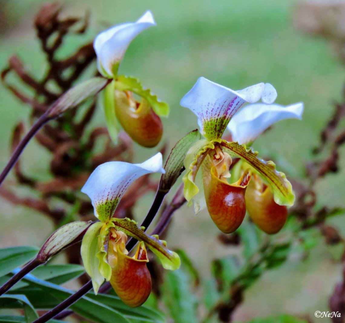 Wild Orchids