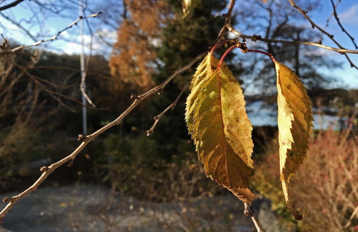 Two Autumn Leaves