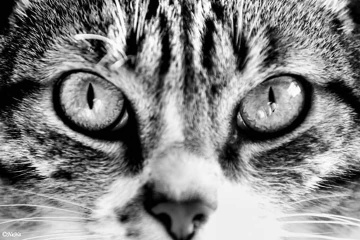  Look into my eyes