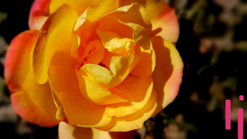 Heart of beauty....
