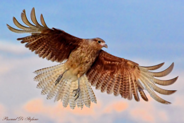 Wings