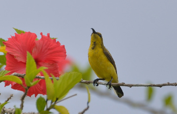 Sunbird