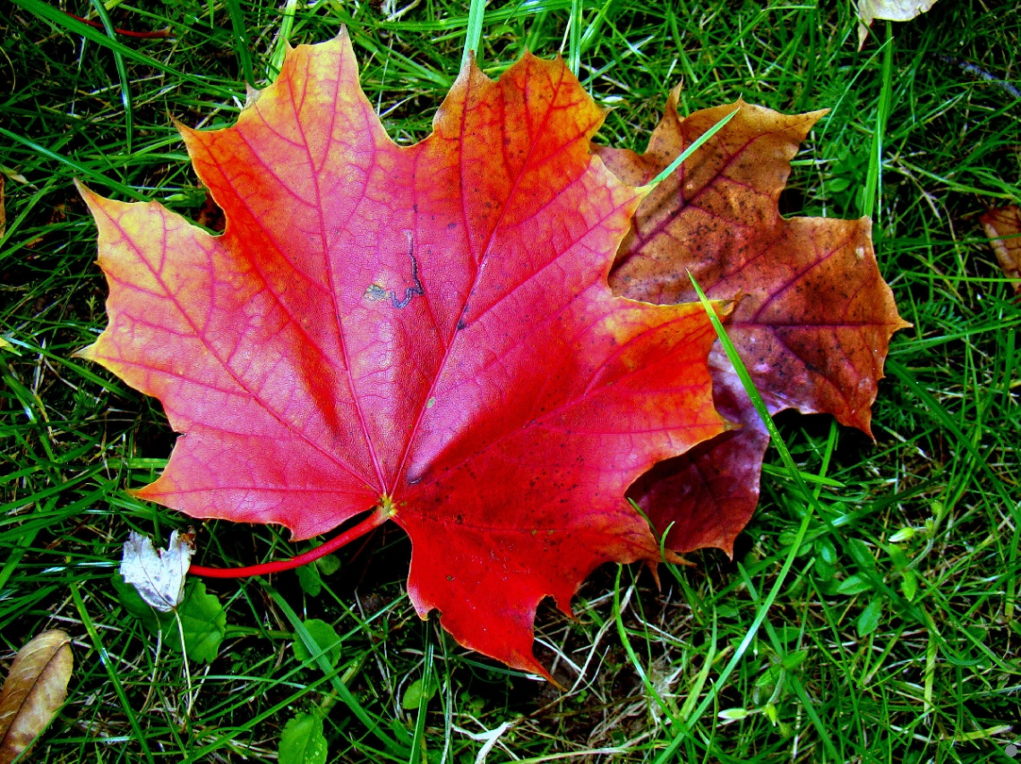 bunter herbst 