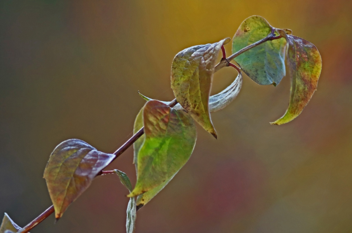 Autumn leaves