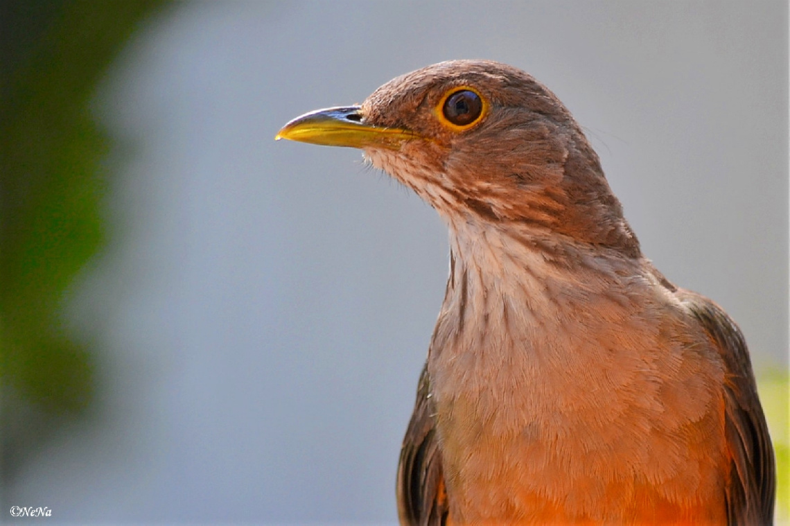 Rufous-bellied Thrush