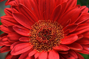 Red Passion