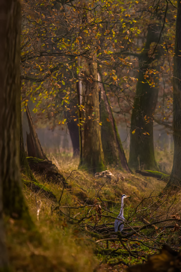 Forest in the middle of Hanover