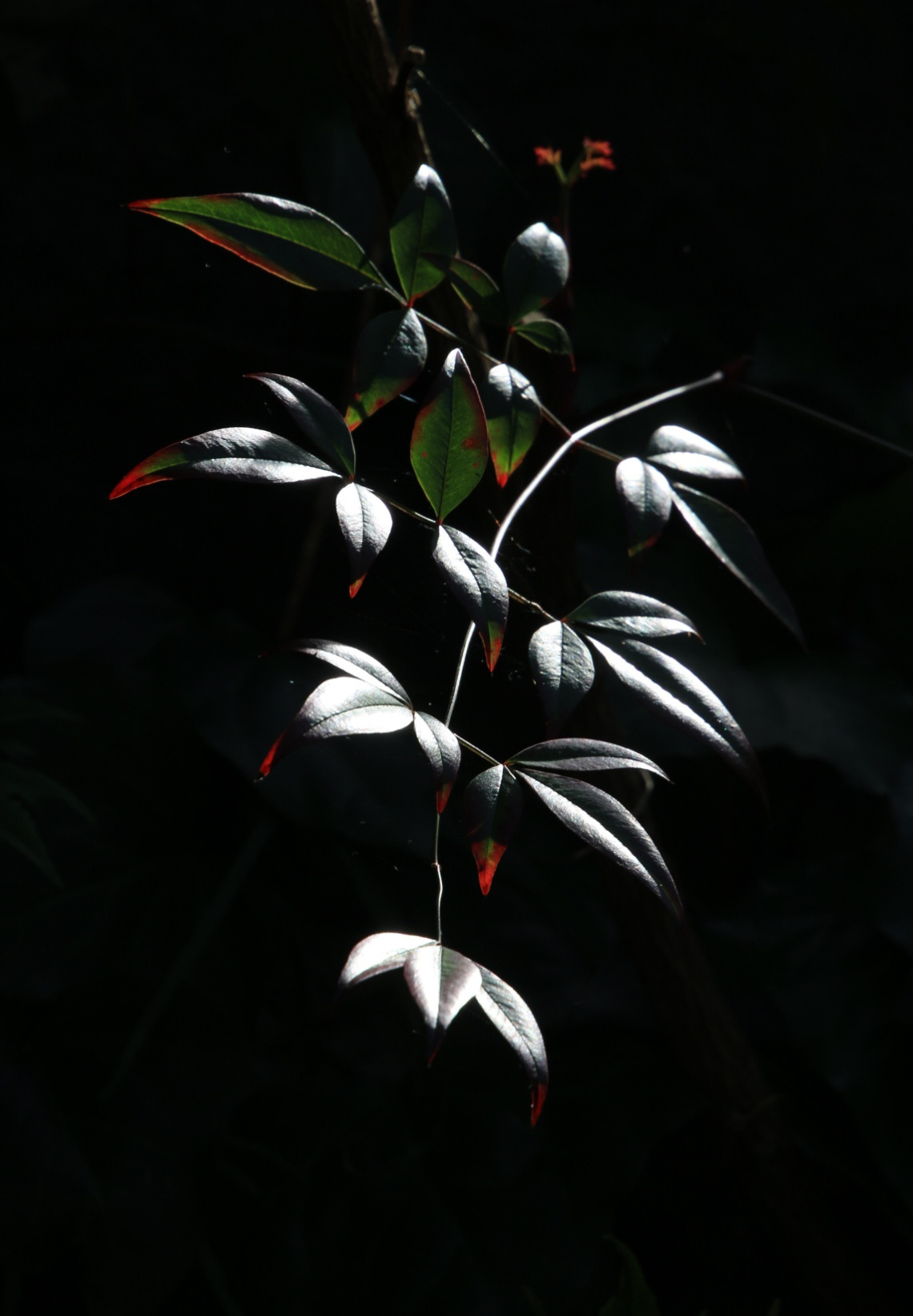 leaves
