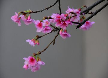 Cherry Blossom