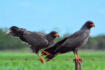 Tandem II