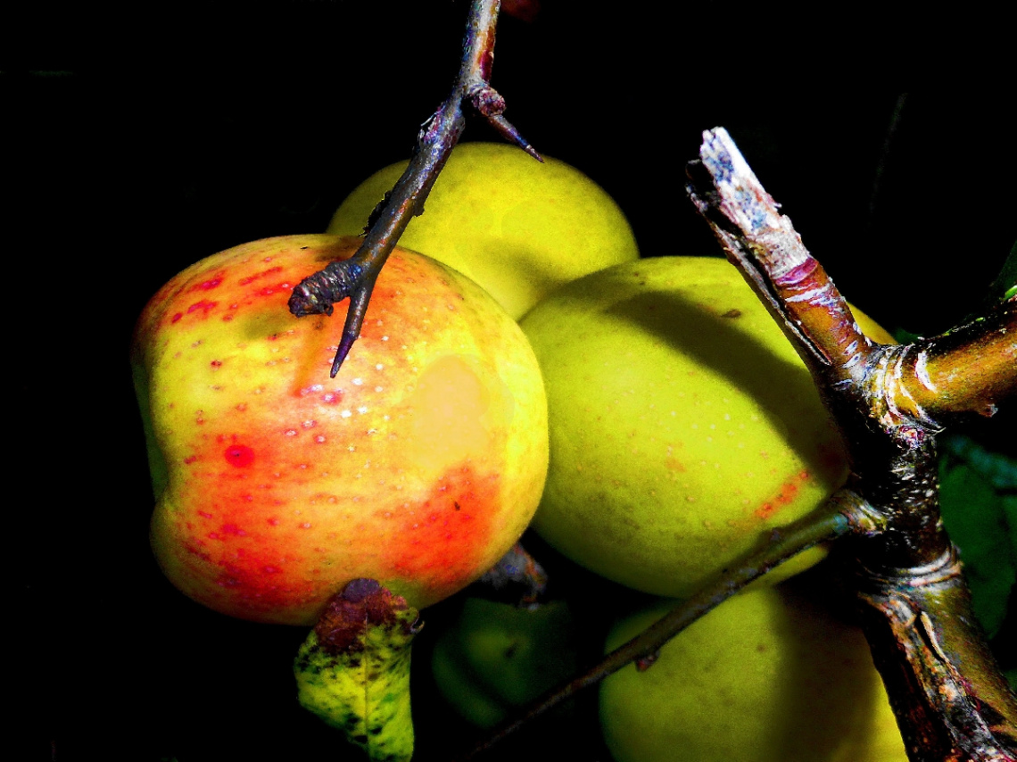 äpfel 