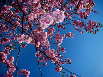blüten 4