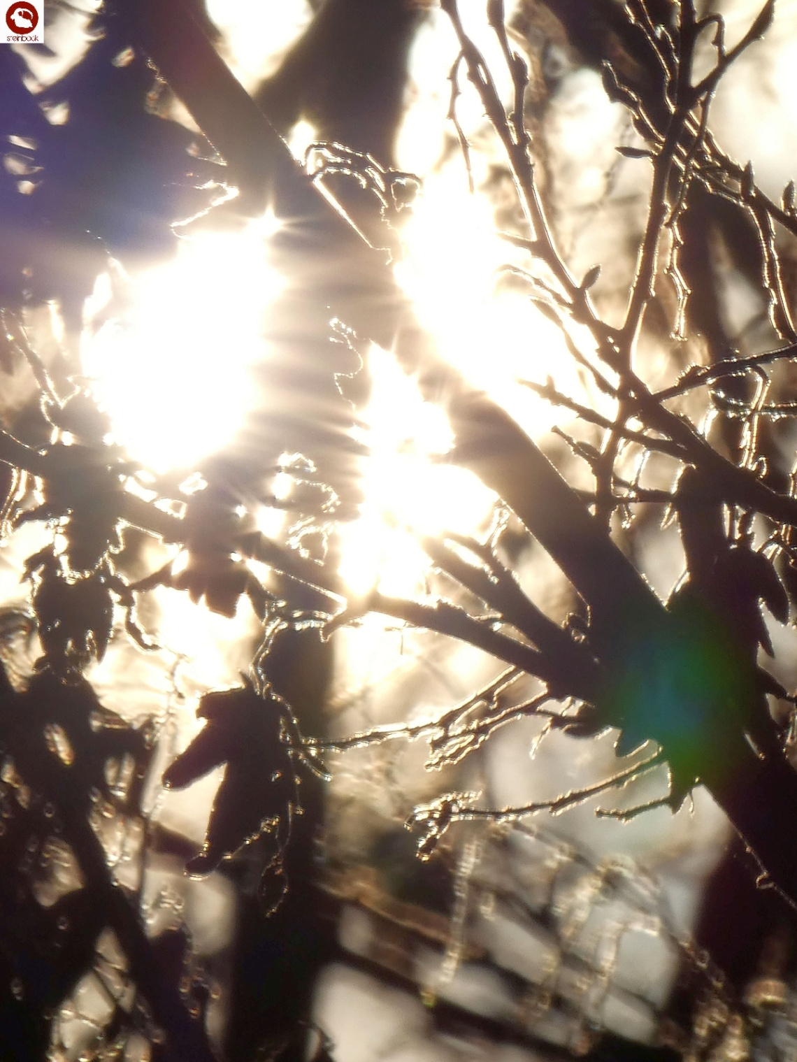 Gegenlicht