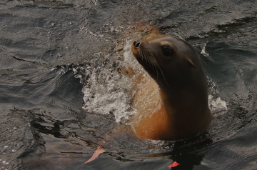 At home in the water