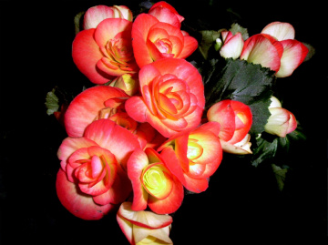 rote blüten