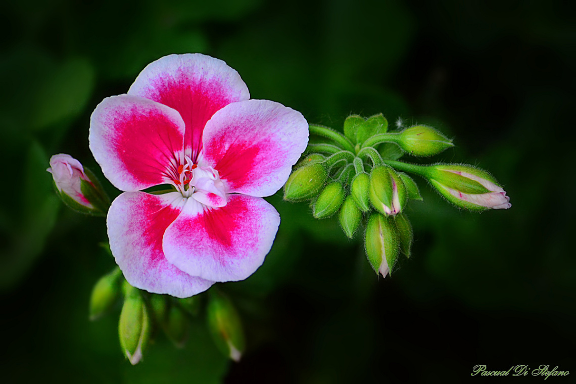 Soft and delicate III