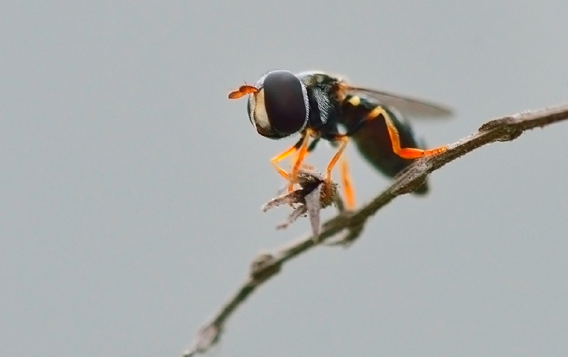 Small flies