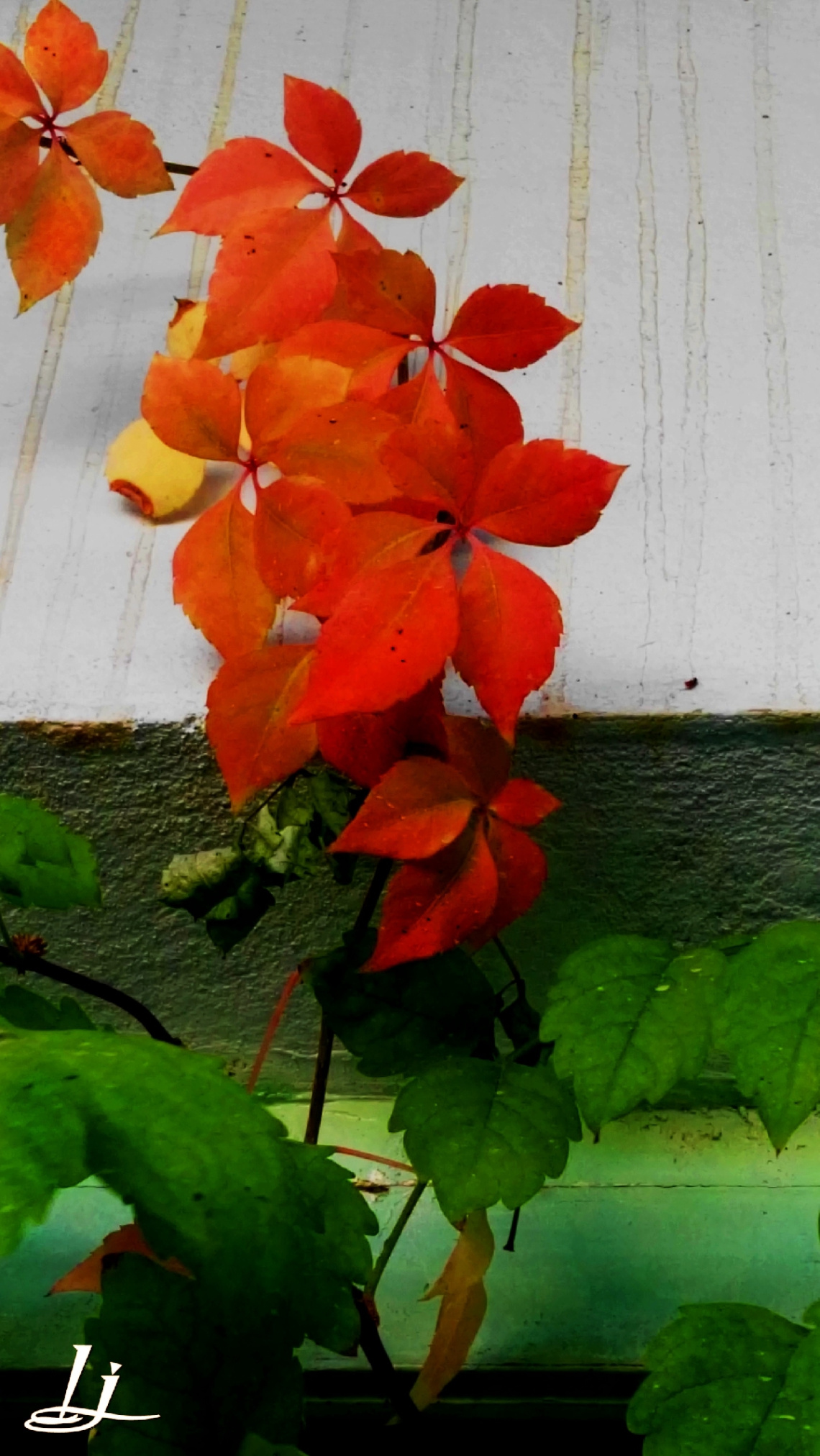 Departing WITH beauty !