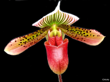 Paphipedilum leeanum 
